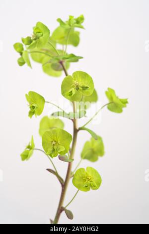 Sun Spurge (Euphorbia Helioscopia) - Sun Spurge (Euphorbia Helioscopia) Banque D'Images