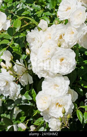 Roses nobles blanches fleuris dans le jardin Banque D'Images