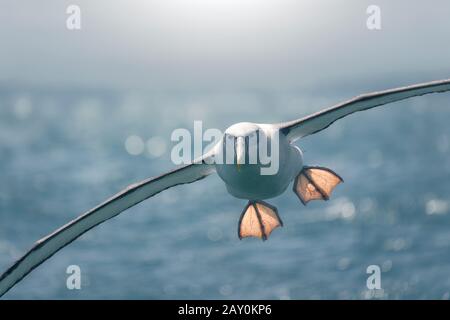 Albatros (Thalassarche cauta) en vol au-dessus de l'océan, Nouvelle-Zélande Banque D'Images