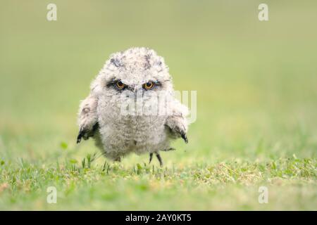 Portrait d'un poussin de mousseur tawny, Australie Banque D'Images