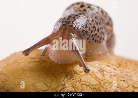 Grande neige (Limax maximus) - Slug léopard (Limax maximus) Banque D'Images