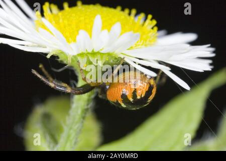 Krabbenspinne (Synema globosum) - Synema globosum Banque D'Images