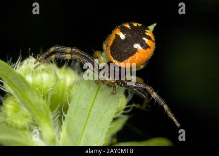 Krabbenspinne (Synema globosum) - Synema globosum Banque D'Images