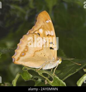 Papillon À Petits Iris (Aputura Ilia) (Nymphalidae Aputurinae) * Empereur Mauve (Aputura Ilia) (Nymphalidae Aputurinae) Banque D'Images