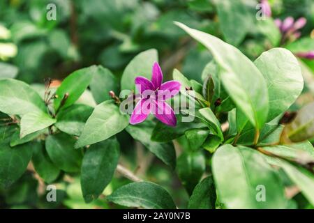 Pseuderanthemum laxiflorum dans le jardin botanique Banque D'Images