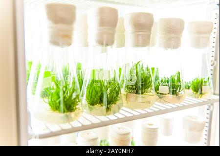 plantes sur étagère de la chambre de croissance Banque D'Images