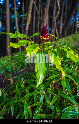 Arisaema serratum, l'arisaema japonais. Sur le sentier de montagne étroit. Plantes toxiques. Mamushi-gusa, la mauvaise herbe à viper, en japonais. Banque D'Images