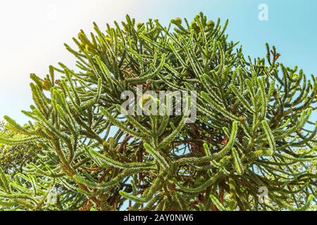 Gros plan d'arbre inhabituel et dangereux de queue de singe ou araucaria araucana Banque D'Images