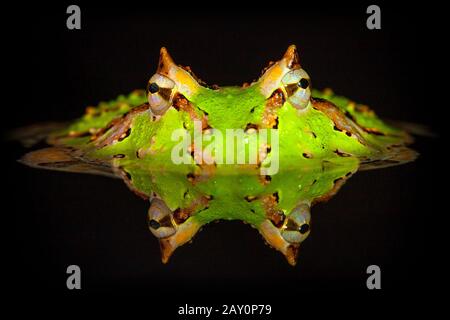 Portrait d'une grenouille pacman submergée dans l'eau, Indonésie Banque D'Images