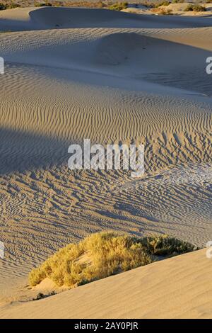 Dunes De Mesquite Flat, Au Lever Du Soleil, Parc National De La Vallée De La Mort
