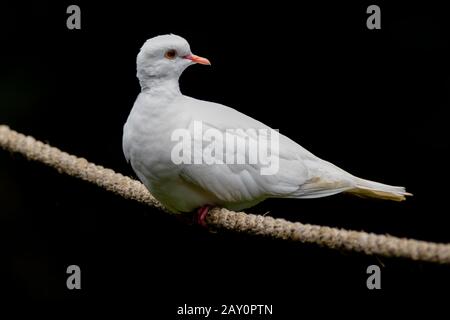 Portrait d'un pigeon blanc sur une corde, Indonésie Banque D'Images