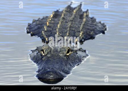 Mississippi-Alligator - Alligator Missippiensis - Alligator Américain Banque D'Images