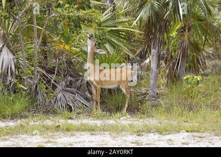 Weißwedelhirsch - Odocoileus virginianus clavium - Key Deer Banque D'Images