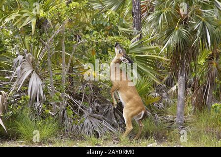 Weißwedelhirsch - Odocoileus virginianus clavium - Key Deer Banque D'Images