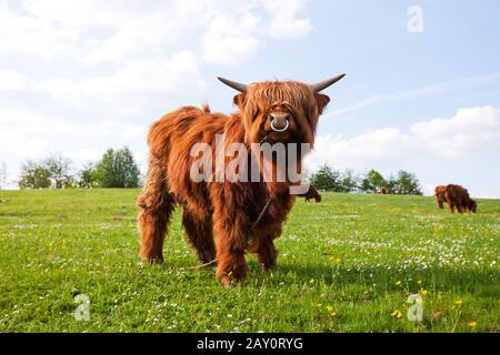 vache à poil long dans un pré Banque D'Images