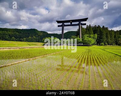 La plus grande porte torii du monde à l'entrée du site sacré du Kumano Hongu Taisha sur le sentier de pèlerinage Kumano Kodo à Wakyama, au Japon Banque D'Images