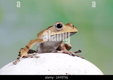 Grenouille arborée Bornéo sur un rocher, Indonésie Banque D'Images