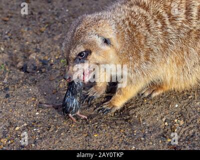 Méerkats ou suricate Suricata suricatta se nourrissant sur la souris Banque D'Images