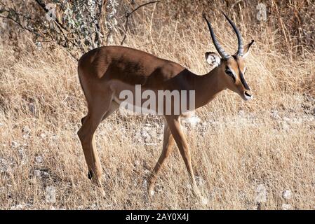 Impala, antilope de talon noir Banque D'Images