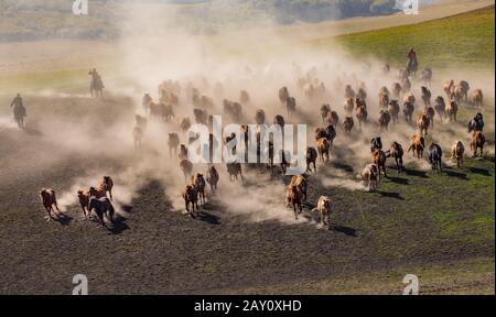 Des chevaux majestueux se galopant à travers les prairies ouvertes Banque D'Images