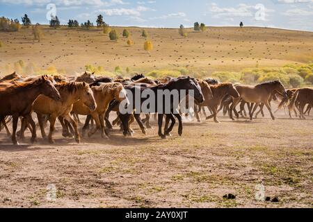 Des chevaux majestueux se galopant à travers les prairies ouvertes Banque D'Images