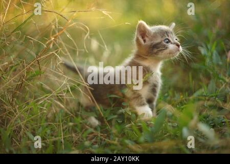 Mignonne petit chaton marche dans l'herbe verte. Portrait dans le jardin d'été Banque D'Images