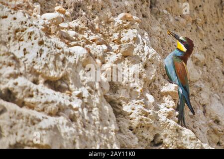 Guêpier (Merops apiaster) Banque D'Images