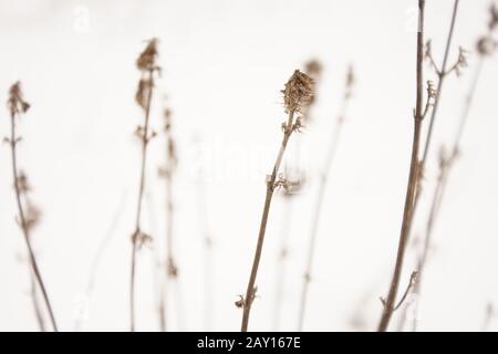 Les fleurs sauvages sèches poussent dans le champ de neige blanc Banque D'Images
