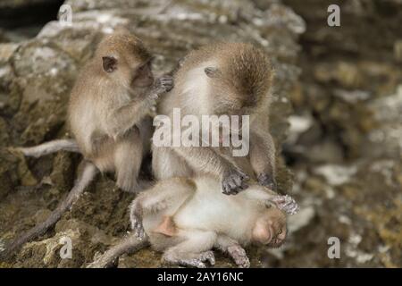 Singe à la recherche de souris dans la fourrure d'un autre singe sur un arrière-plan flou Banque D'Images