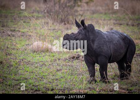 Un veau de rhinocéros blanc, Ceratotherium simum, se dresse sur l'herbe verte, recouverte de boue sombre, en regardant hors du cadre Banque D'Images