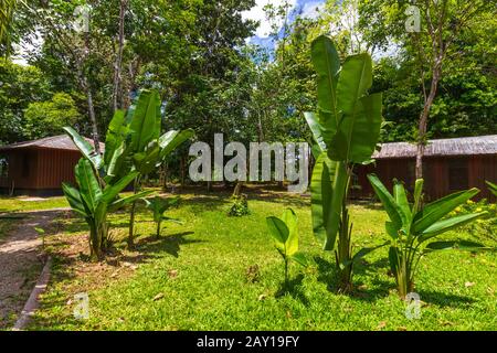 Jeunes Arbres De Banana Dans L'Environnement Rural Tropical Banque D'Images