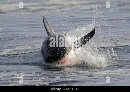 Le grand requin blanc (Carcharodon carcharias), avec du sang devant sa bouche Banque D'Images