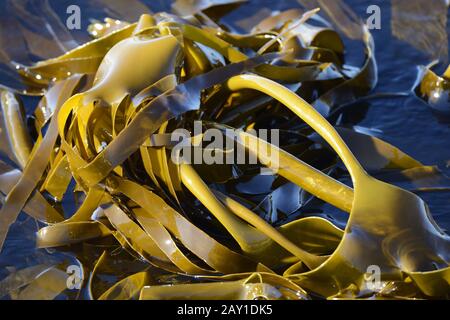 Riesentang (Macrocystis pyrifera), Kelp, Bird Island, Kap Ouest, Banque D'Images