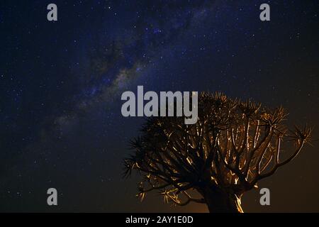 Voie lactée avec arbre de quiver ou quivertree (Afrikaans: Kocurbo Banque D'Images