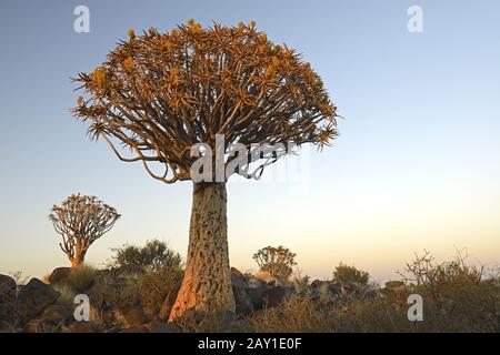 Koecherbaum oder Quivertree (africain: Kocurboom, Aloe dichoto Banque D'Images