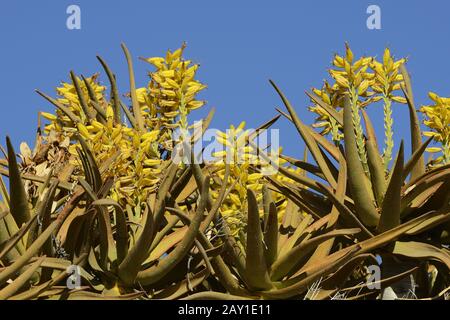 Floraison du quiver Tree ou quivertree (Afrikaans: coker boom, Banque D'Images