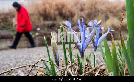 14 février 2020, Basse-Saxe, Hanovre: Un iris à feuilles fleuries se trouve dans le jardin de montagne des jardins Herrenhausen. En raison de l'hiver doux, la période de végétation pour de nombreuses plantes dans le Berggarten est beaucoup plus tôt que l'an dernier - dans certains cas bien plus de quatre semaines, le rapport des jardiniers. Le week-end, le thermomètre de Hanovre devrait atteindre 16 degrés. Photo : Julian Stratenschulte/Dpa Banque D'Images