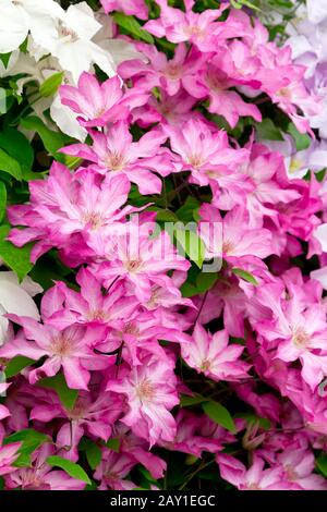 Beaucoup de fleurs roses de Clematis dans la lumière douce, nostalgique et romantique arrière-plan texture. Banque D'Images