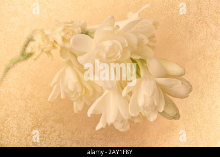 Fleurs de tuberose blanches délicates en lumière douce, effet filtre vintage nostalgique. Banque D'Images