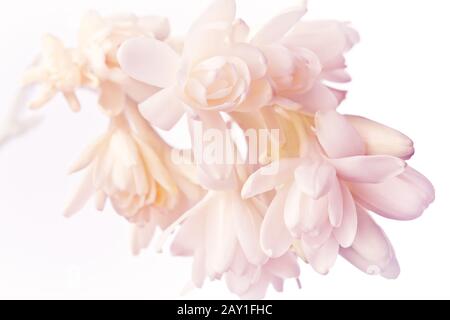 Fleurs exotiques blanches et roses tuberoses dans une lumière douce, nostalgique et romantique de fond texture. Banque D'Images