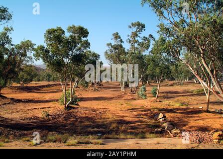 Australie, gums arbres à Todd River à Alice Springs - la rivière est habituellement sèche et l'emplacement pour Henley-on-Todd-Regatta Banque D'Images