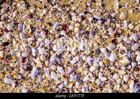 Coquillages blancs dans le sable sur la plage. Banque D'Images