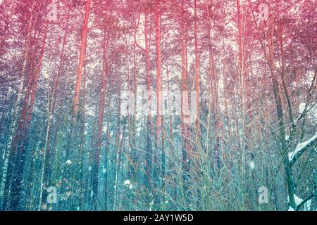 Forêt de pins d'hiver dans une tempête de neige. Dégradé de couleurs fond nature Banque D'Images