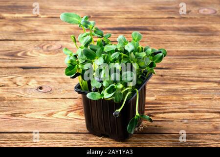 Microgreens frais. Les graines germées de tournesol sur fond de bois. Banque D'Images