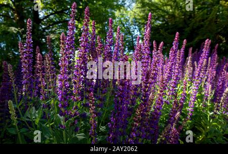 Fleur pourpre sauge - Salvia nemorosa Banque D'Images