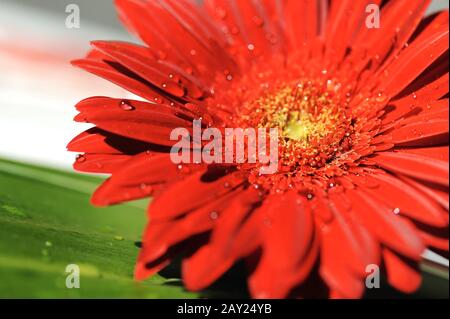 gerbera fleur gros plan avec gouttes d'eau le matin Banque D'Images