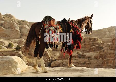 Cheval arabe à Petra avec des vêtements traditionnels Banque D'Images