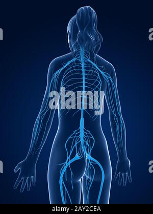Rendu 3d illustration médicale -système nerveux femelle Banque D'Images