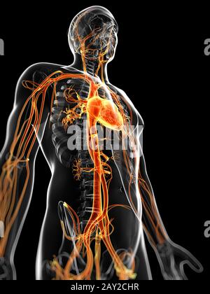 Rendu 3d illustration de l'homme système vasculaire Banque D'Images
