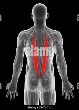 Rendu 3d illustration du muscle ilicostalis Banque D'Images